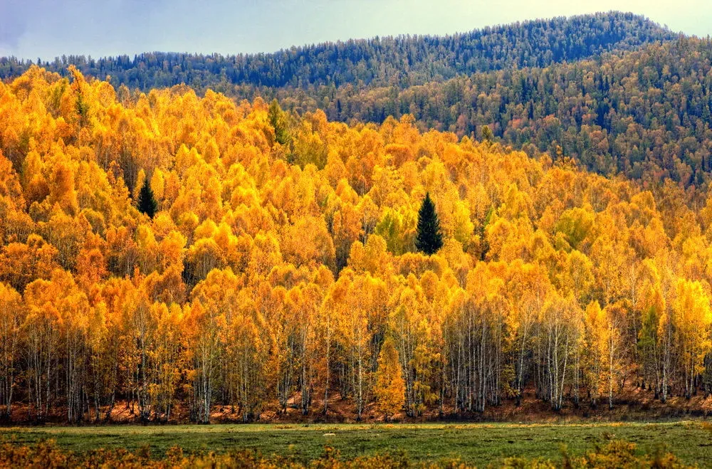 August: Aspen Gold and Radiant Energy (Image Credits: Flickr)