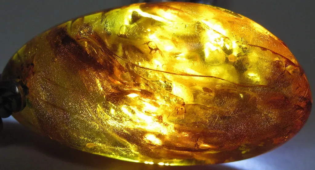 Soft tissue in amber: what science says we can actually trust (James St. John, Flickr, CC BY 2.0)