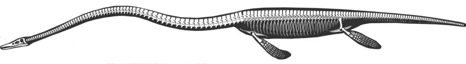 #11 - Cope's Backward Sea Monster Skeleton (Taylor MP, Wedel MJ. (2013) Why sauropods had long necks; and why giraffes have short necks. PeerJ 1:e36 doi:10.7717/peerj.36, CC BY-SA 3.0)