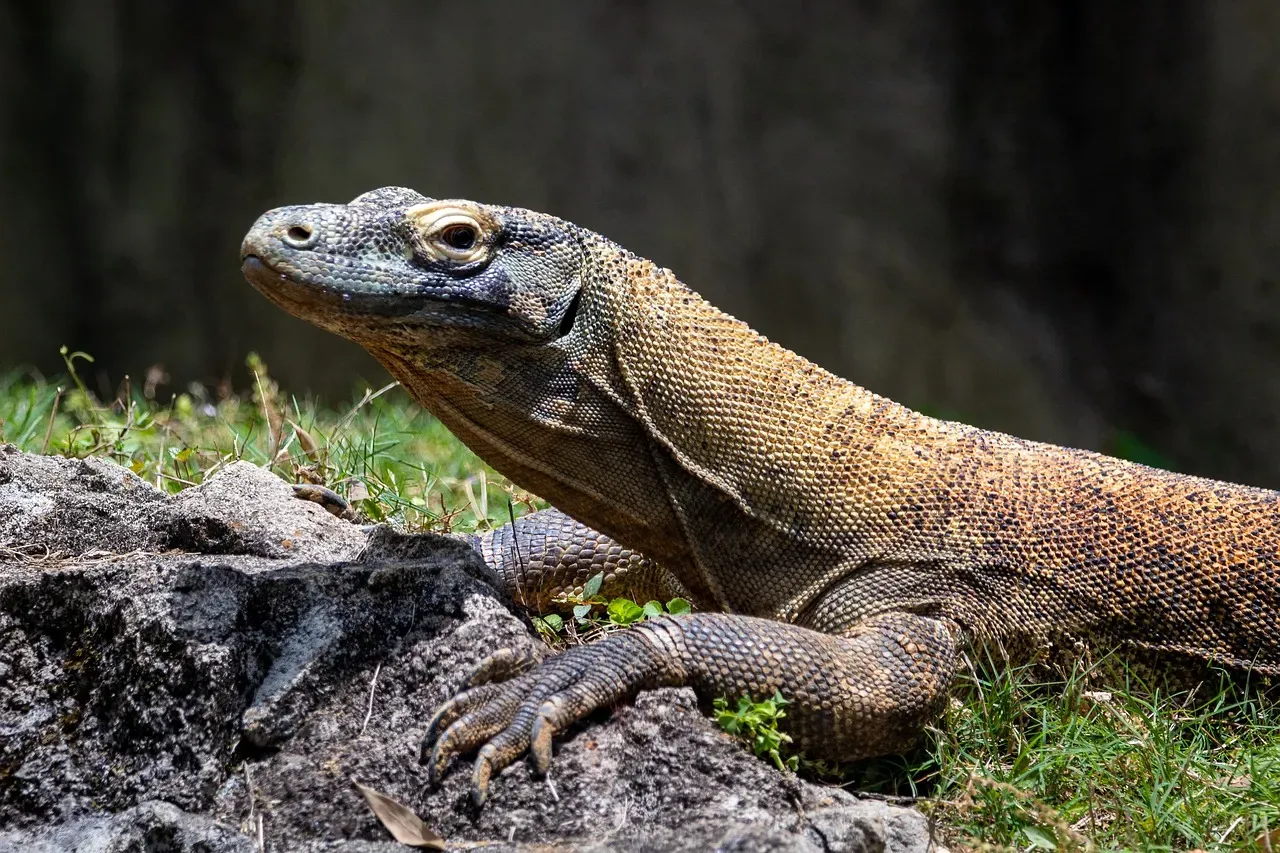 #2 - Lizards and Other Reptiles Were Commonly on the Menu (Image Credits: Pixabay)