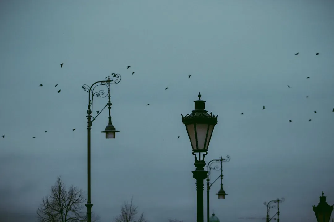 #2 - "Urban Lights Only Confuse Them a Little" (Image Credits: Unsplash)