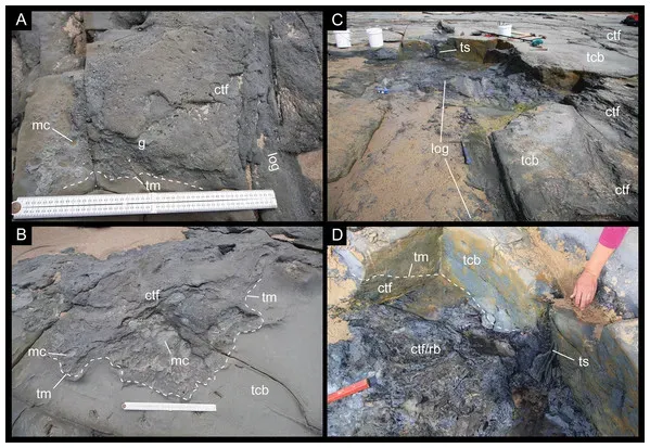 Fossil Forests Under the Ice: Proof of a Green Antarctica (Herne MC, Tait AM, Weisbecker V, Hall M, Nair JP, Cleeland M, Salisbury SW. (2018) A new small-bodied ornithopod (Dinosauria, Ornithischia) from a deep, high-energy Early Cretaceous river of the Australian–Antarctic rift system. PeerJ 5:e4113 https://doi.org/10.7717/peerj.4113, CC BY-SA 4.0)