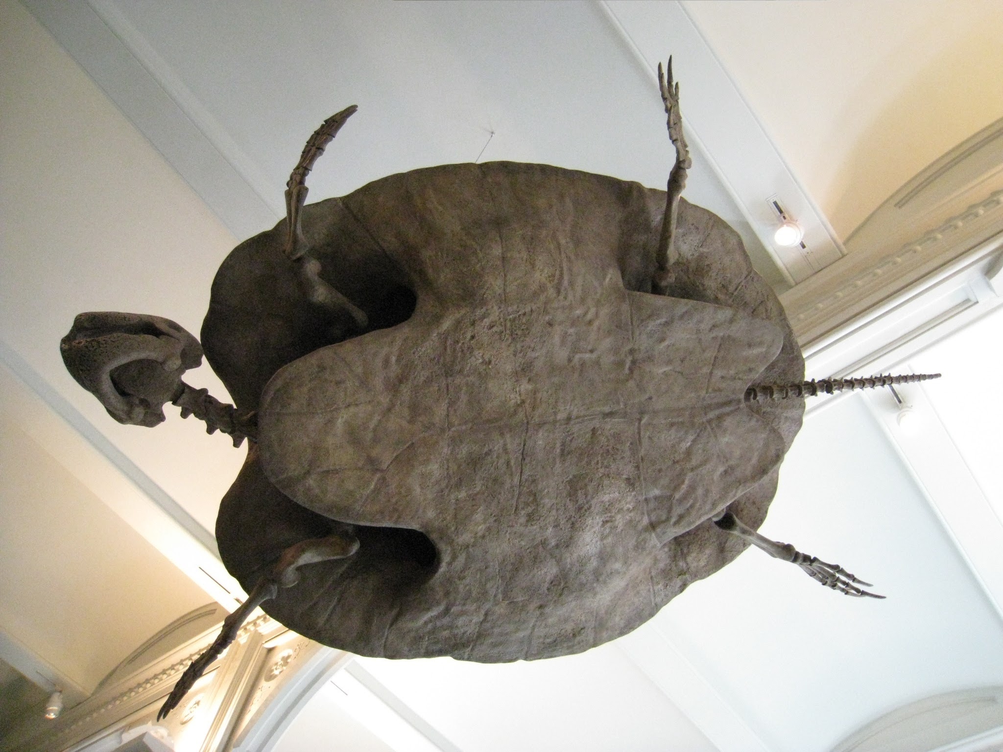 Ancient Turtles and Their Fortress Shells (Image Credits: Wikimedia)