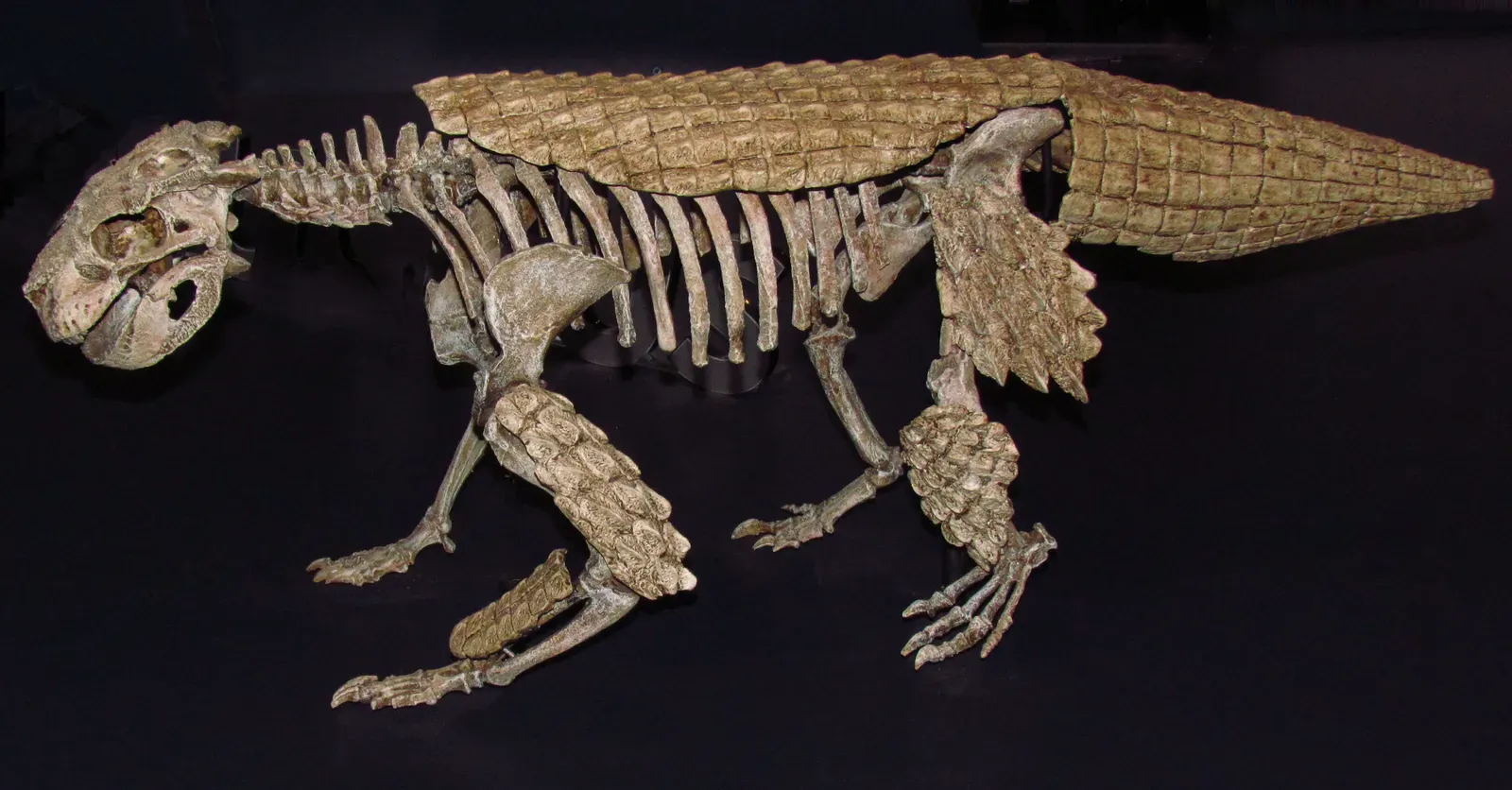 7. Simosuchus: The Chunky, Short-Snouted Croc That Ate Plants (By D. Gordon E. Robertson, CC BY-SA 3.0)
