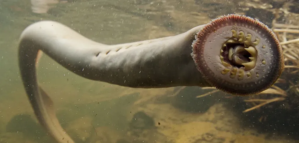 7. The Lamprey: The Jawless Parasite That Refuses to Evolve (Image Credits: Flickr)