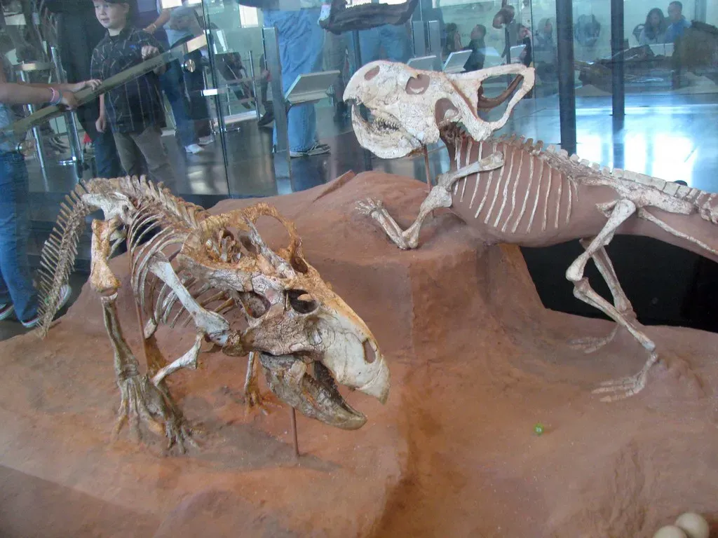 Fossils, Myths, and the Dragon Connection (edenpictures, Flickr, CC BY 2.0)