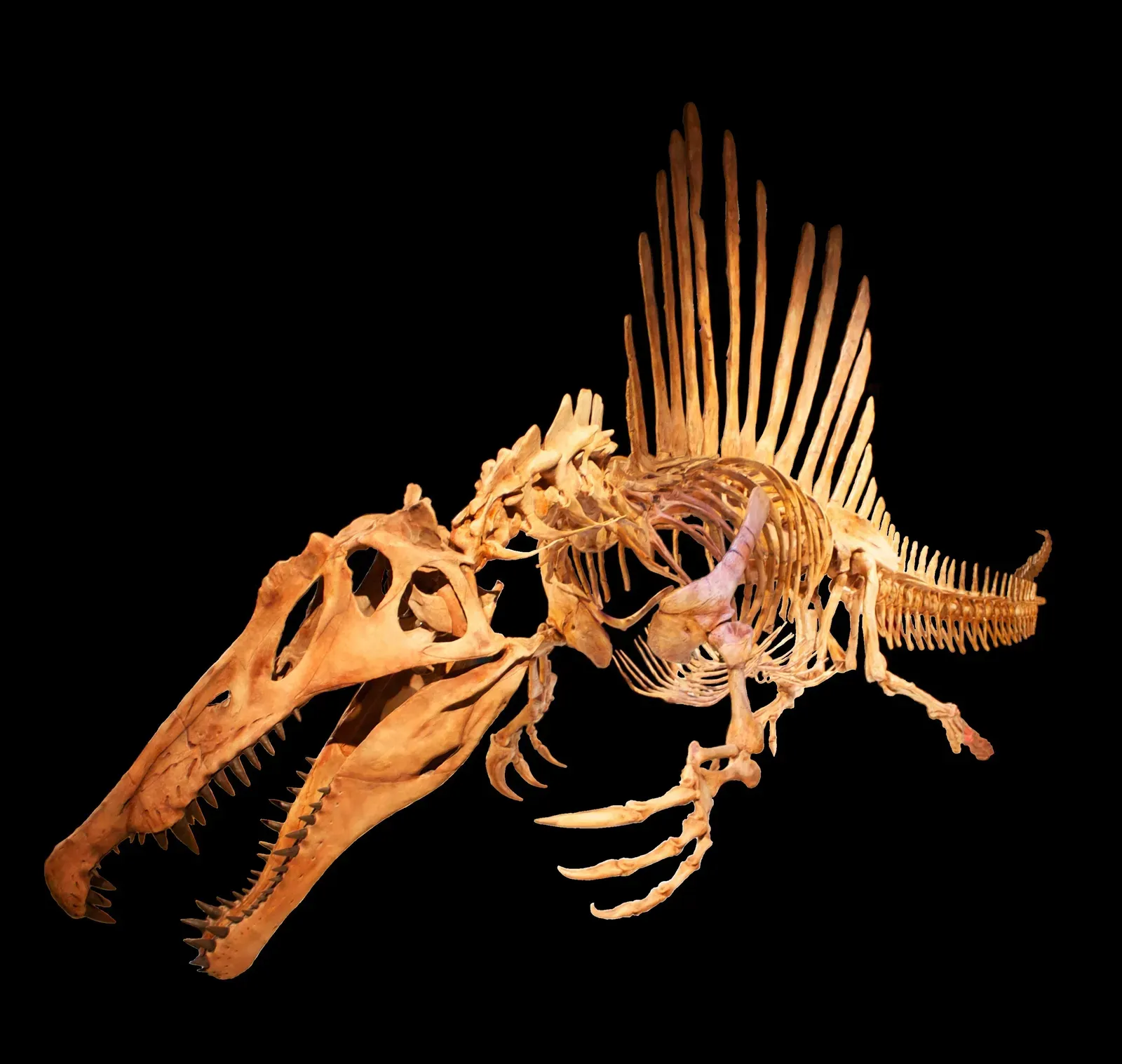 4. Its Fossil Was Discovered Twice - and Lost Once to World War II (Spinosaurus, CC BY 2.0)