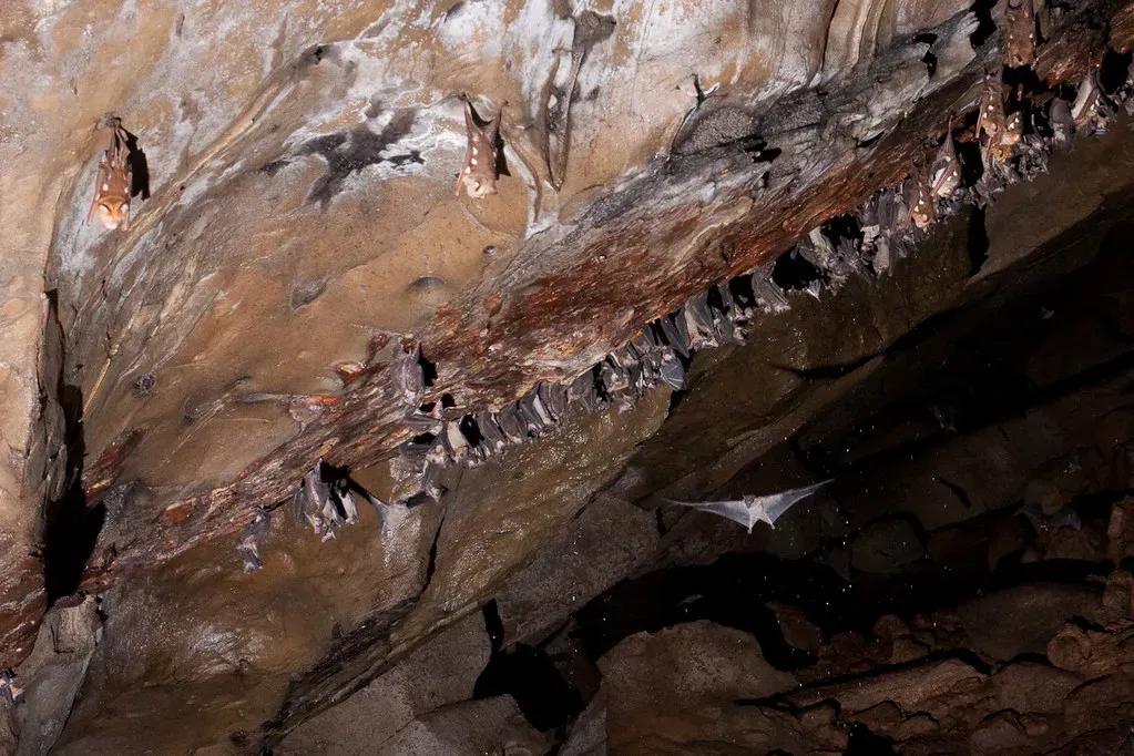 #4 - Bat Droppings Can Outperform Ice Cores (buitenzorger, Flickr, CC BY-SA 2.0)