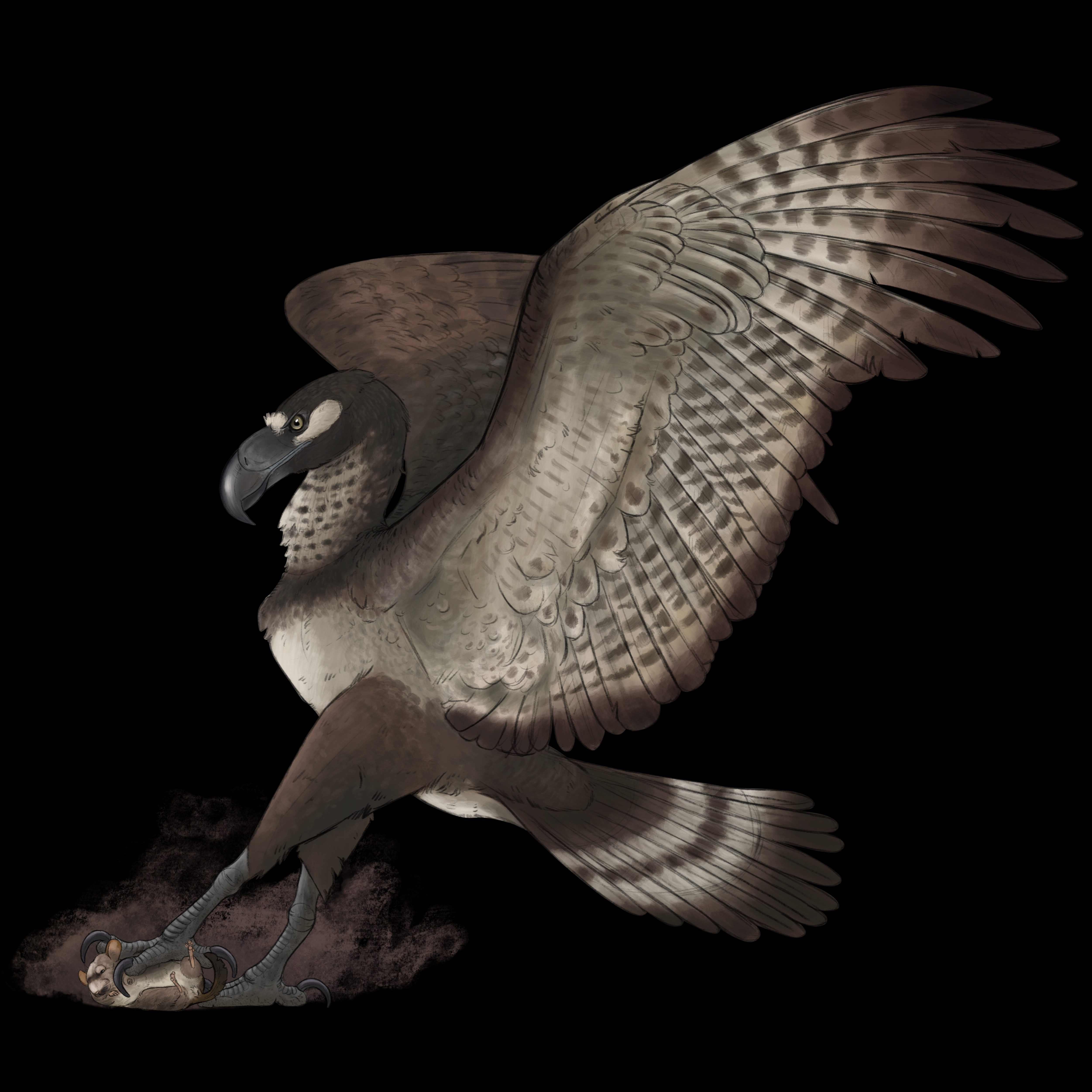 Argentavis magnificens: The Soaring Terror of South America (Image Credits: Wikimedia)