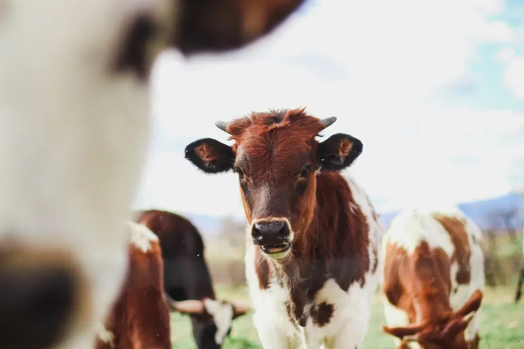 #5 - Farm Animals Remember Who Was Kind (And Who Wasn't) (Image Credits: Unsplash)