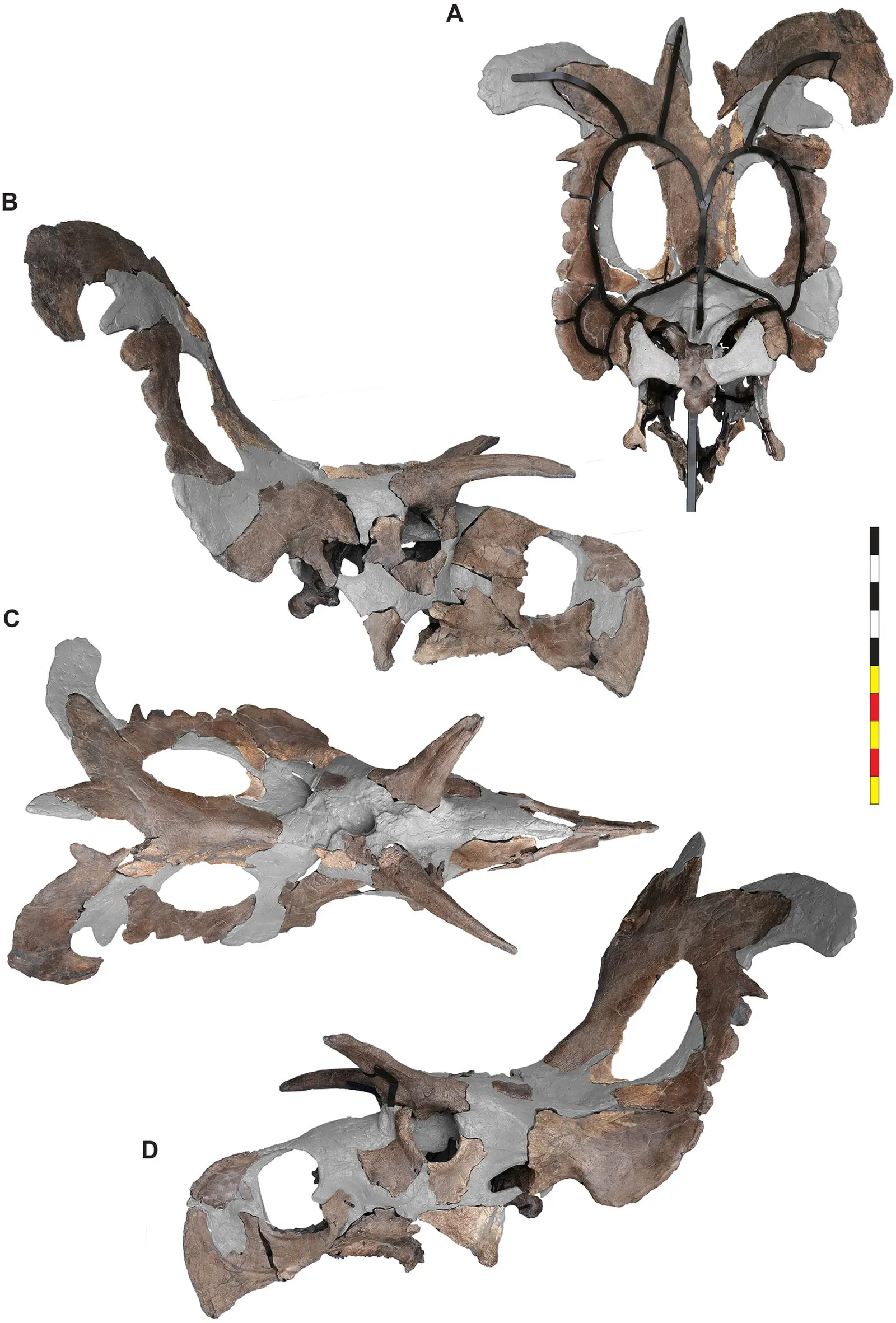 Five Species in One Place: An Unprecedented Discovery ("Lokiceratops rangiformis gen. et sp. nov. (Ceratopsidae: Centrosaurinae) from the Campanian Judith River Formation of Montana reveals rapid regional radiations and extreme endemism within centrosaurine dinosaurs", CC BY 4.0)