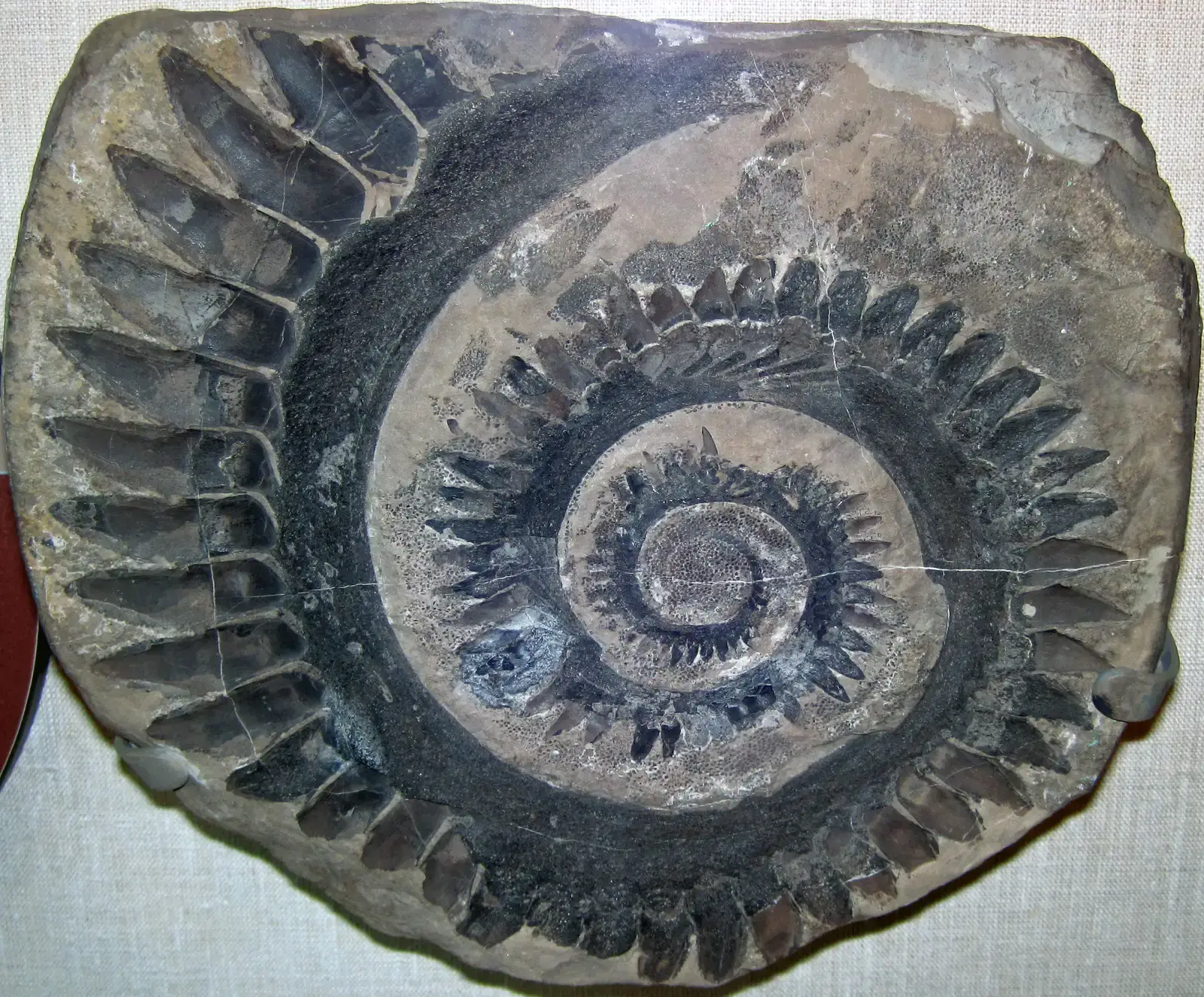 #2 - Helicoprion: The Buzzsaw Jaw Nobody Could Place for a Century (Helicoprion sp. (fossil shark tooth whorl) (Phosphoria Formation, mid-Permian; Idaho, USA) 1, CC BY 2.0)