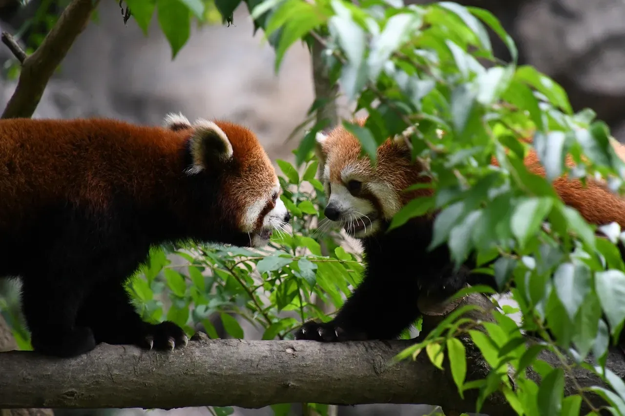 How accidental noises turned into real communication (Image Credits: Pixabay)