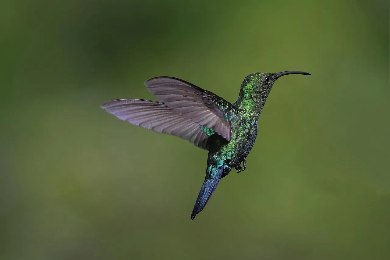 Pisces: The Hummingbird (Image Credits: Pixabay)