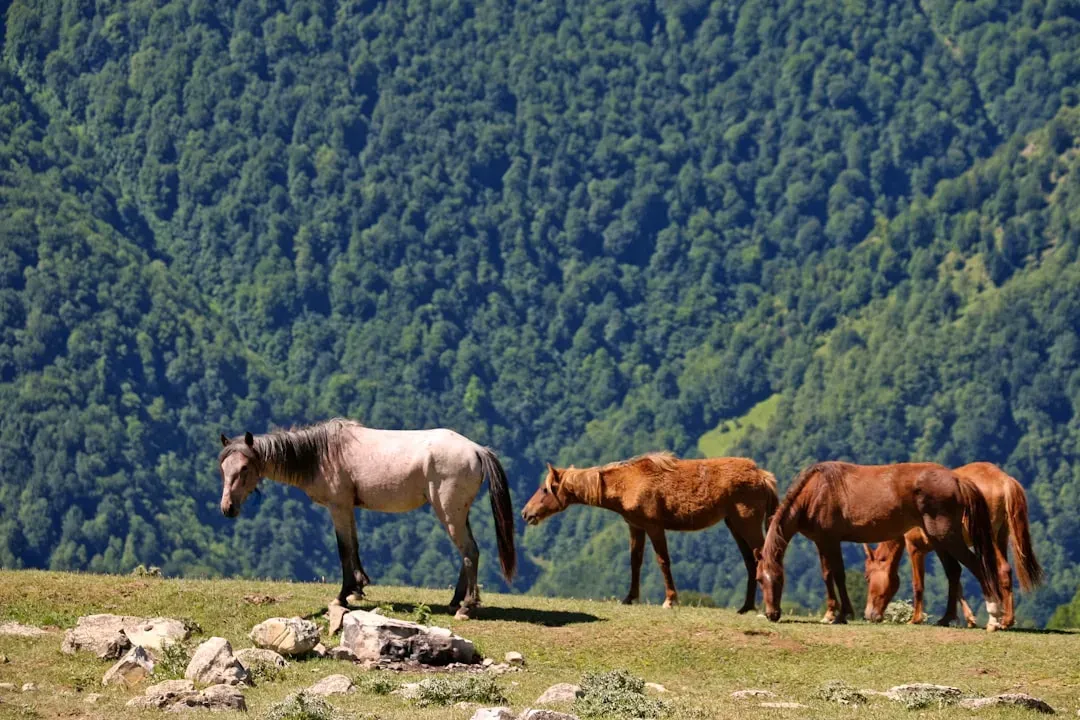 The Five Elements: How Fire, Earth, Metal, Water, and Wood Shape Your Horse Nature (Image Credits: Unsplash)