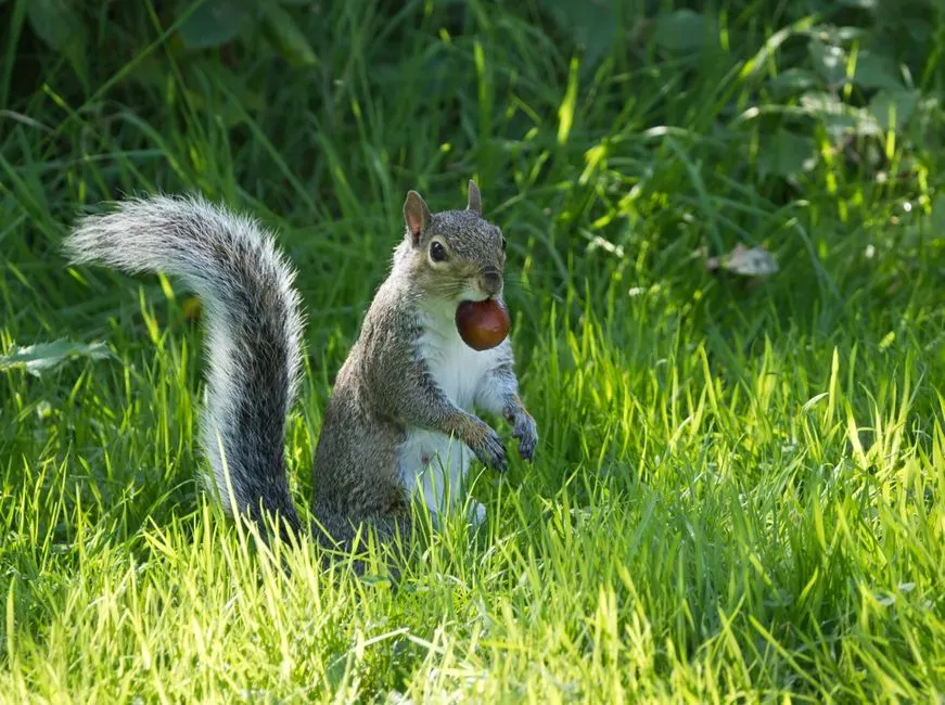 Comparing Scrat to real evolutionary dead ends (Image Credits: Pexels)