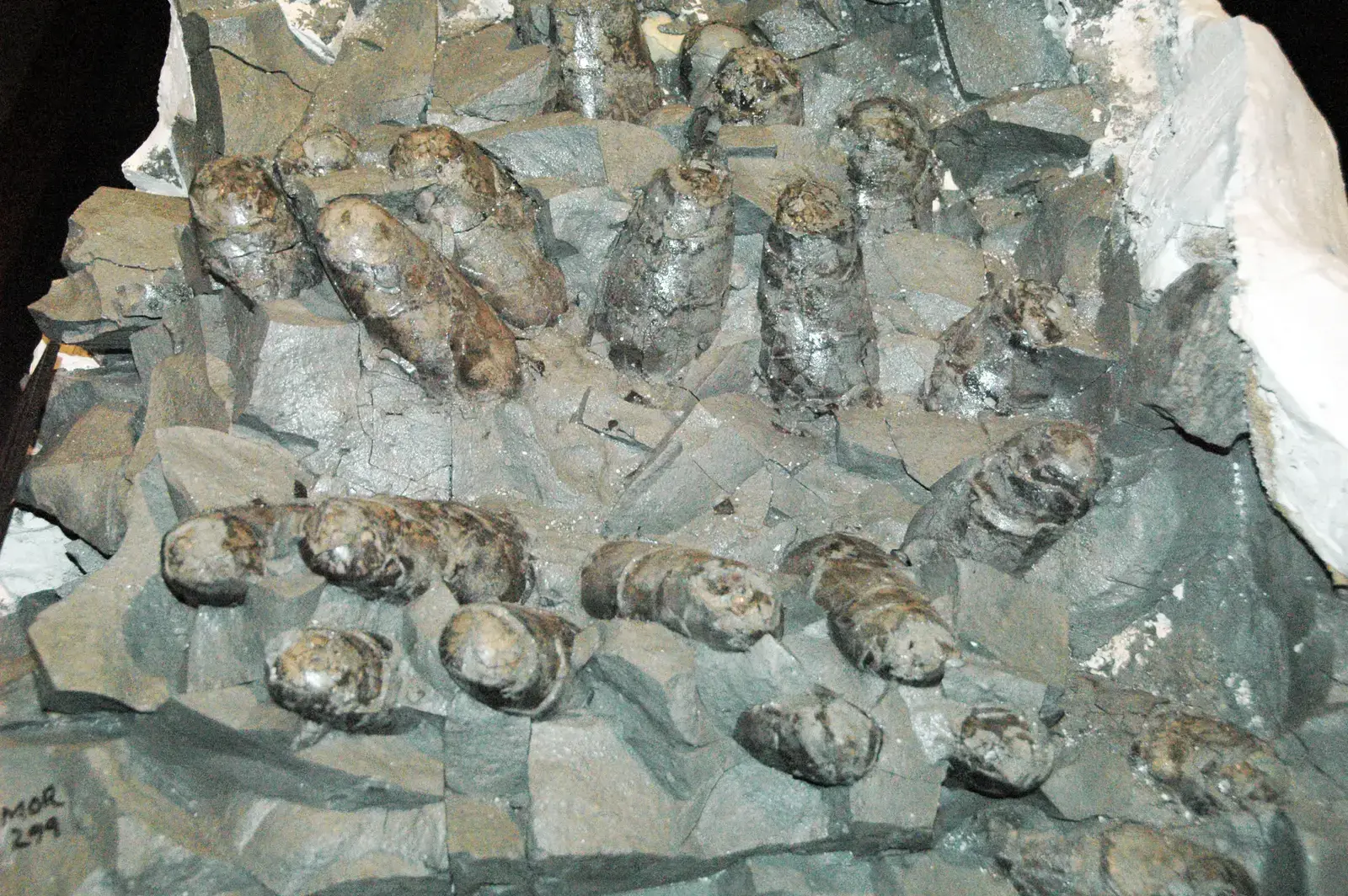 Dinosaur Eggshells Can Reveal Their Age Without Volcanic Ash (Image Credits: Wikimedia)