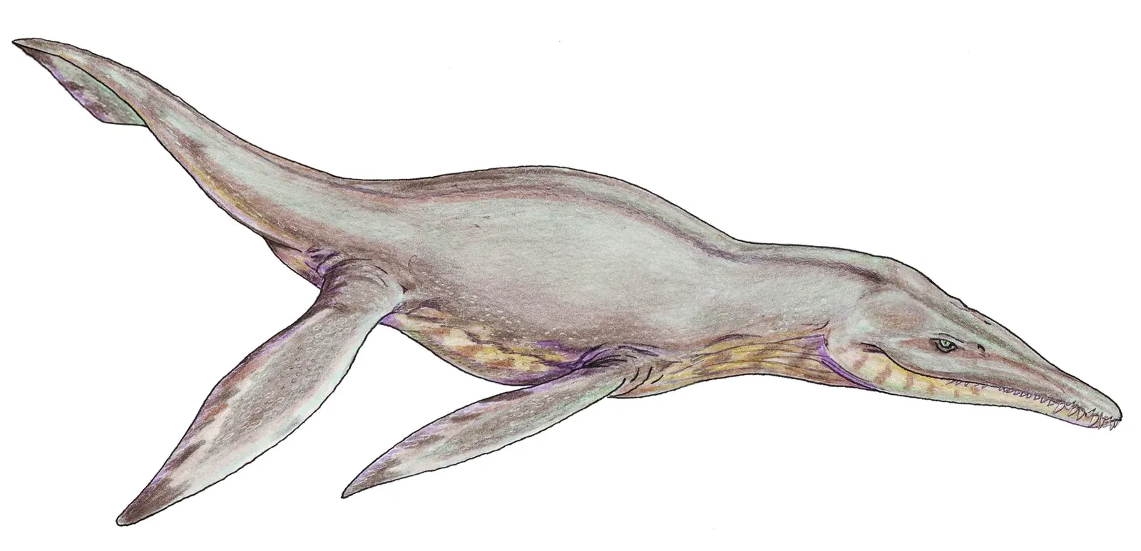 Pliosaurus: The Arctic Nightmare Predator (Image Credits: Wikimedia)