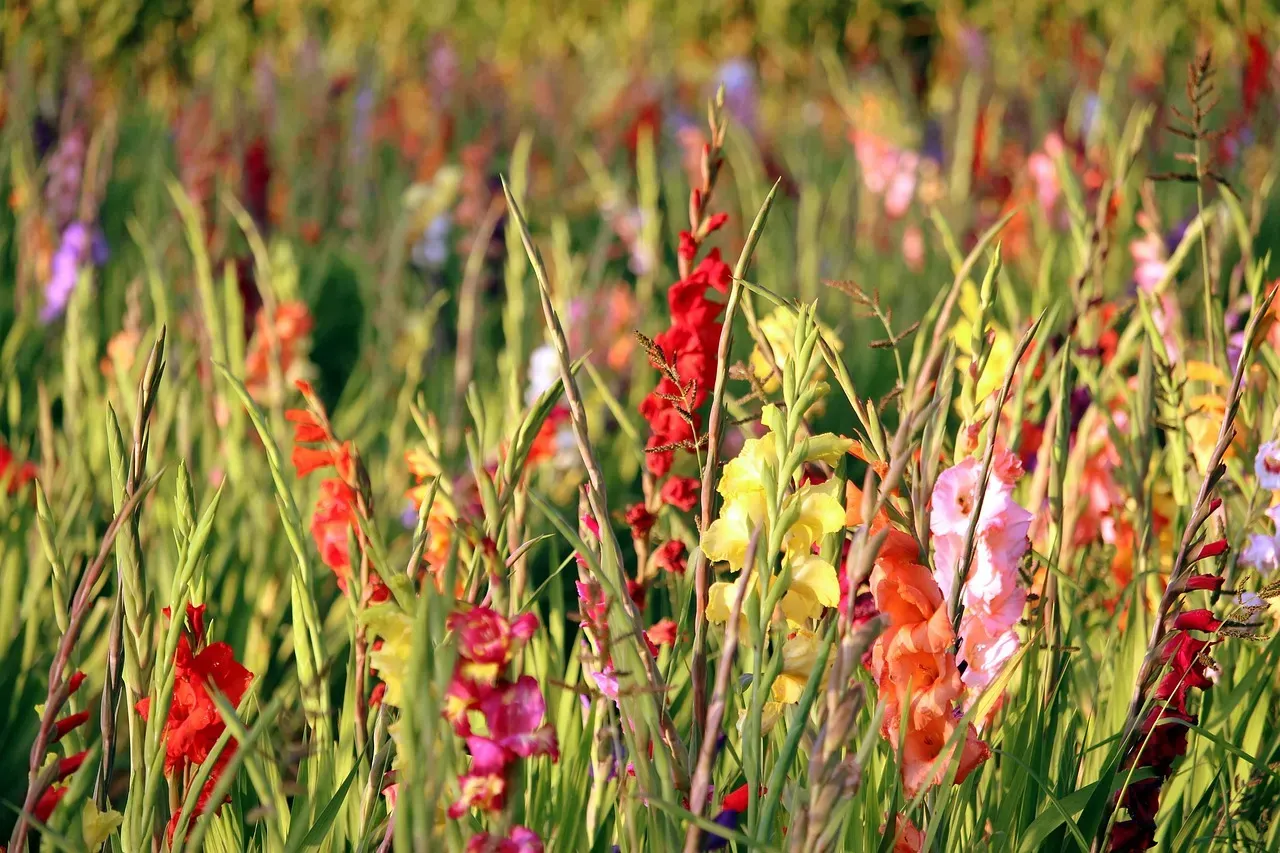 August: The Strong Gladiolus (Image Credits: Pixabay)