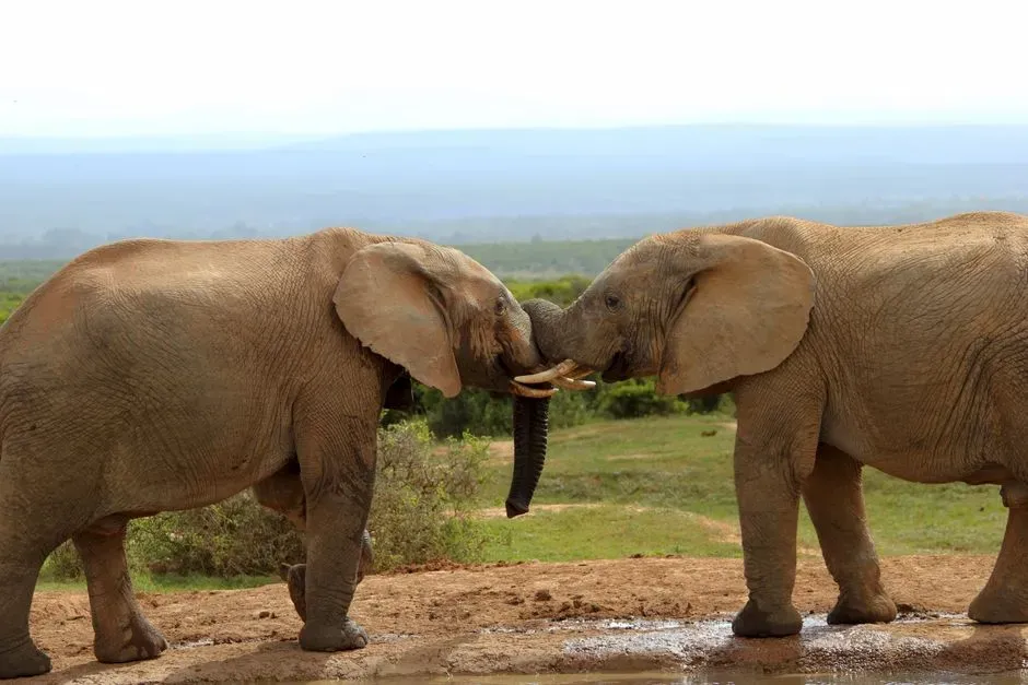 #13 - Elephants Have Measurable, Stable Personality Types (Image Credits: Pexels)