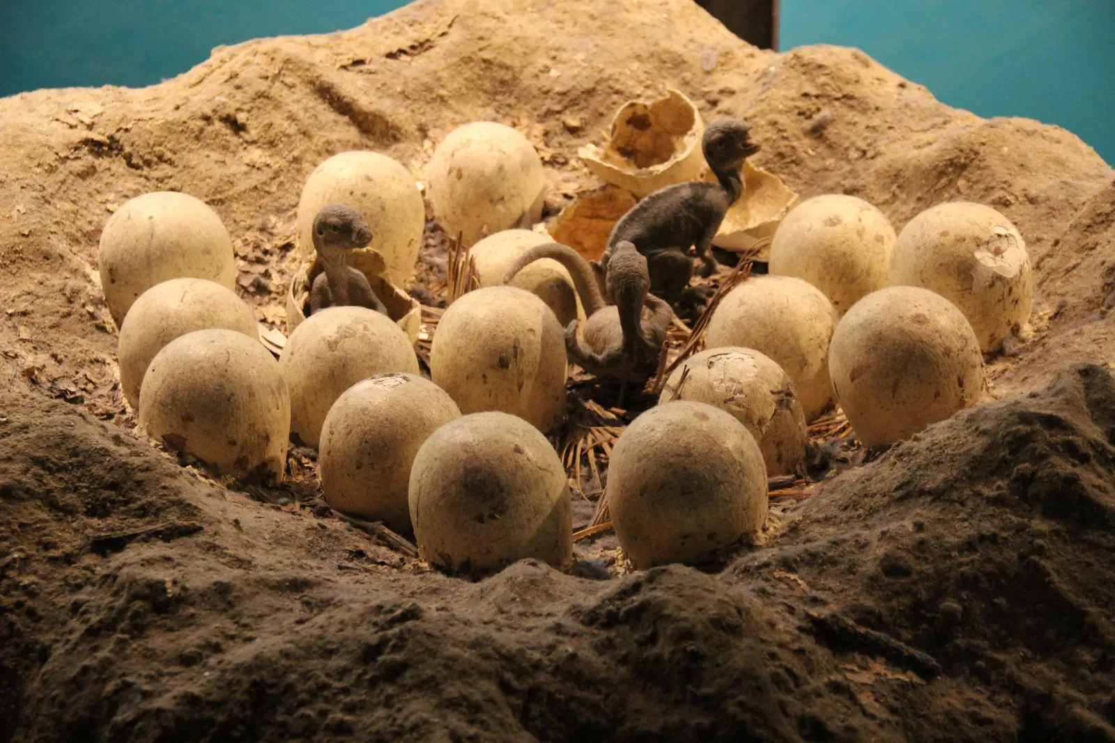 #8 - Dinosaurs Supposedly Abandoned Their Eggs Like Turtles (Dinosaur Eggs & Hatchlings, CC0)