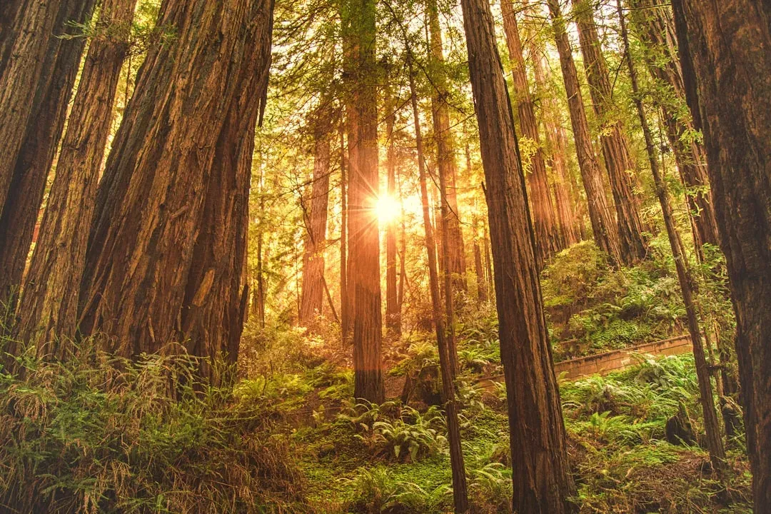 Coast Redwood: Giant Relics of a Warmer, Wetter World (Image Credits: Unsplash)