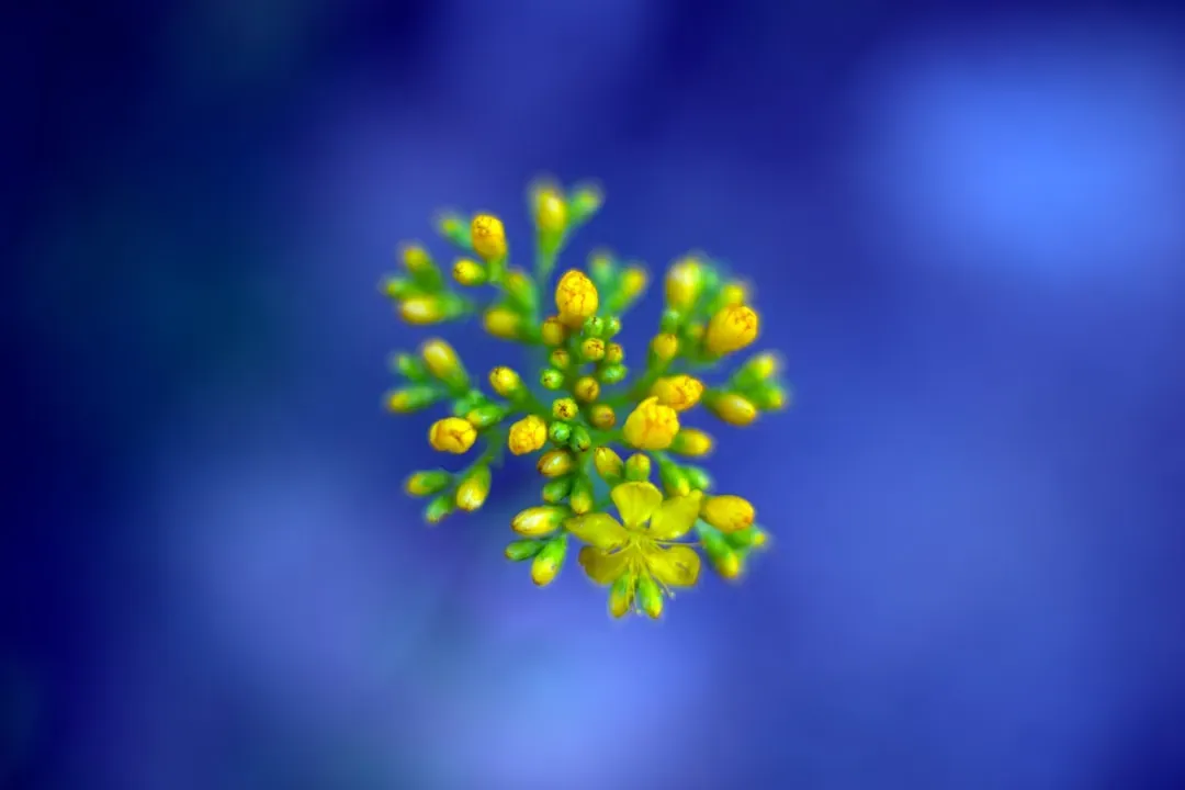 #3 - Pollen, Algae, and Plant Fragments From a Lost Ecosystem (Image Credits: Unsplash)