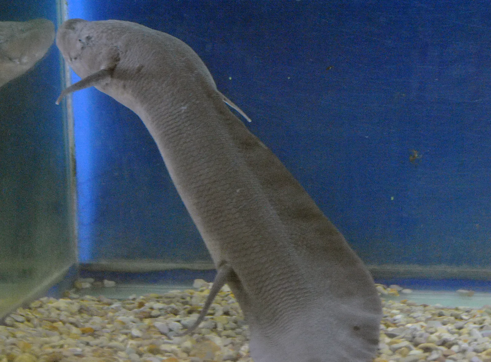 Lungfish: Masters of Waiting Out the Worst (By B20180, CC BY-SA 4.0)