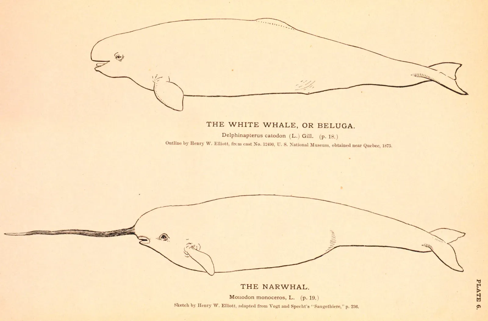 #16 - The Whale That Might Be a One-of-a-Kind Hybrid (Public domain)