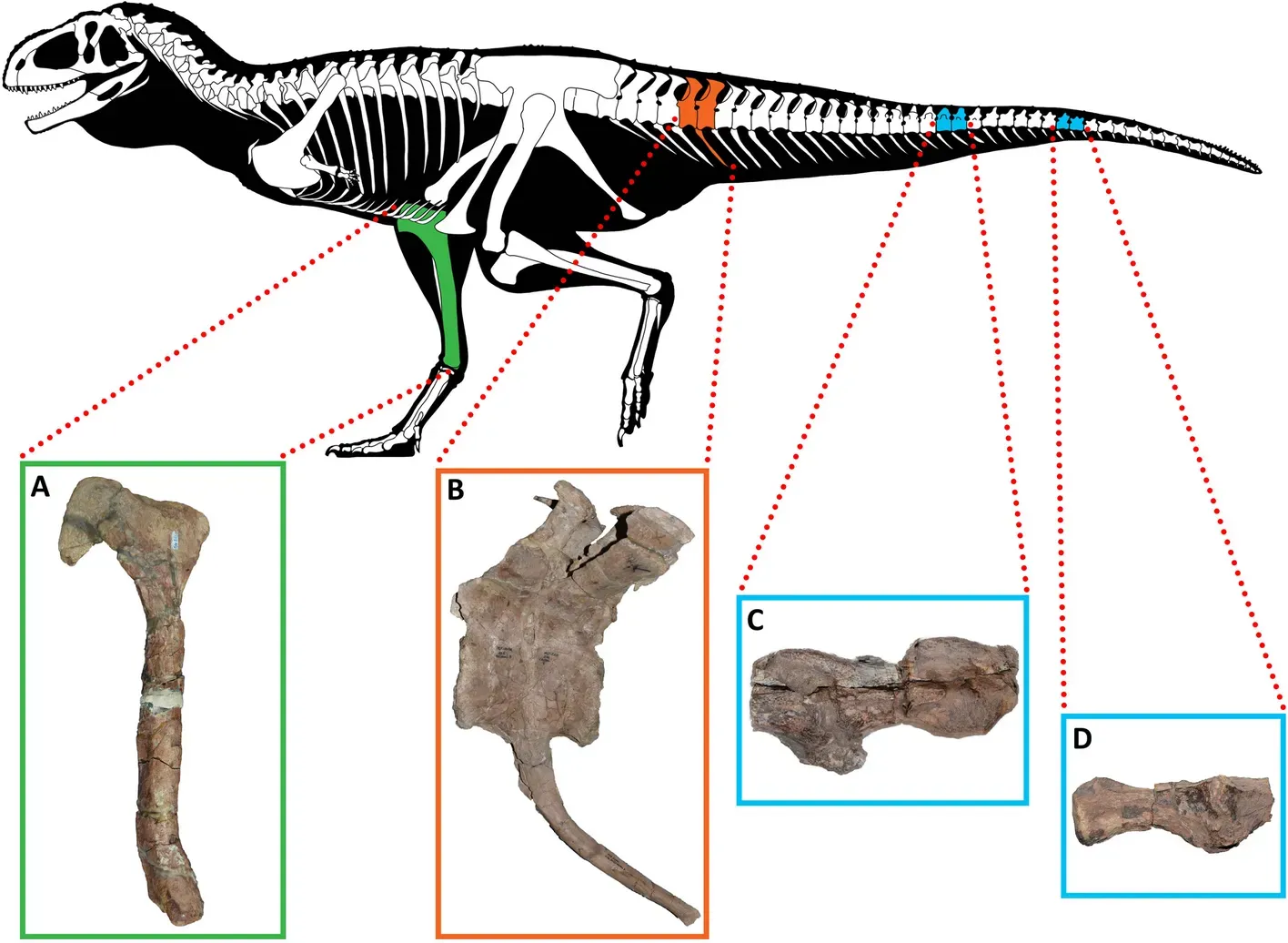 What Dinosaur Ailments Reveal About Evolution and Modern Disease ("New information on paleopathologies in non-avian theropod dinosaurs: a case study on South American abelisaurids", CC BY 4.0)