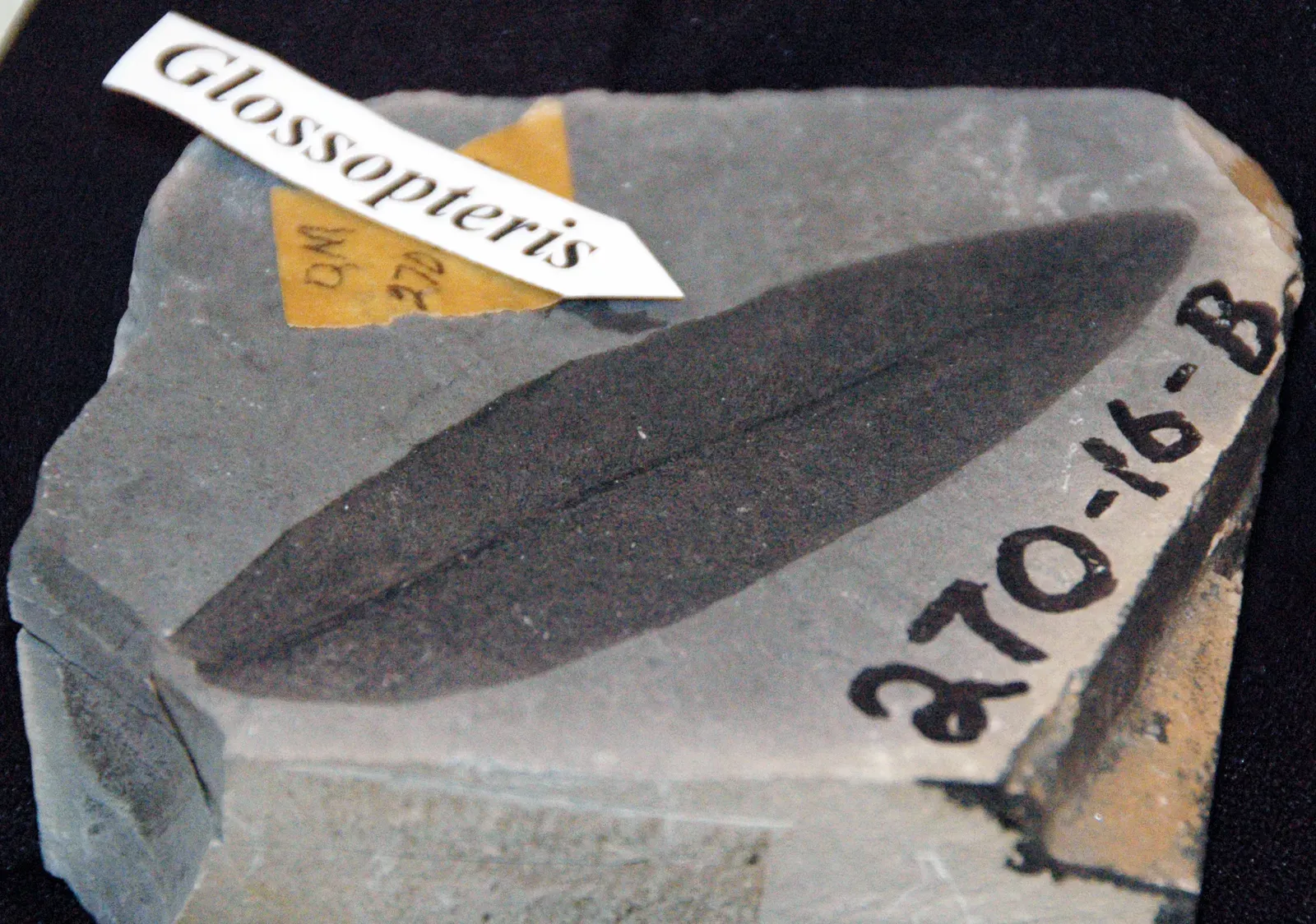 Why Antarctica’s Green Past Still Matters Today (Glossopteris sp. (fossil leaf) (Permian; Antarctica) 2, CC BY 2.0)