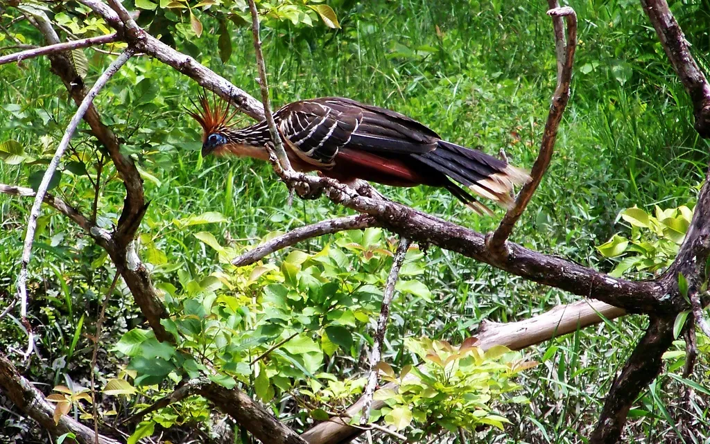 Their Digestive System Makes Them Terrible At Flying (Image Credits: Wikimedia)