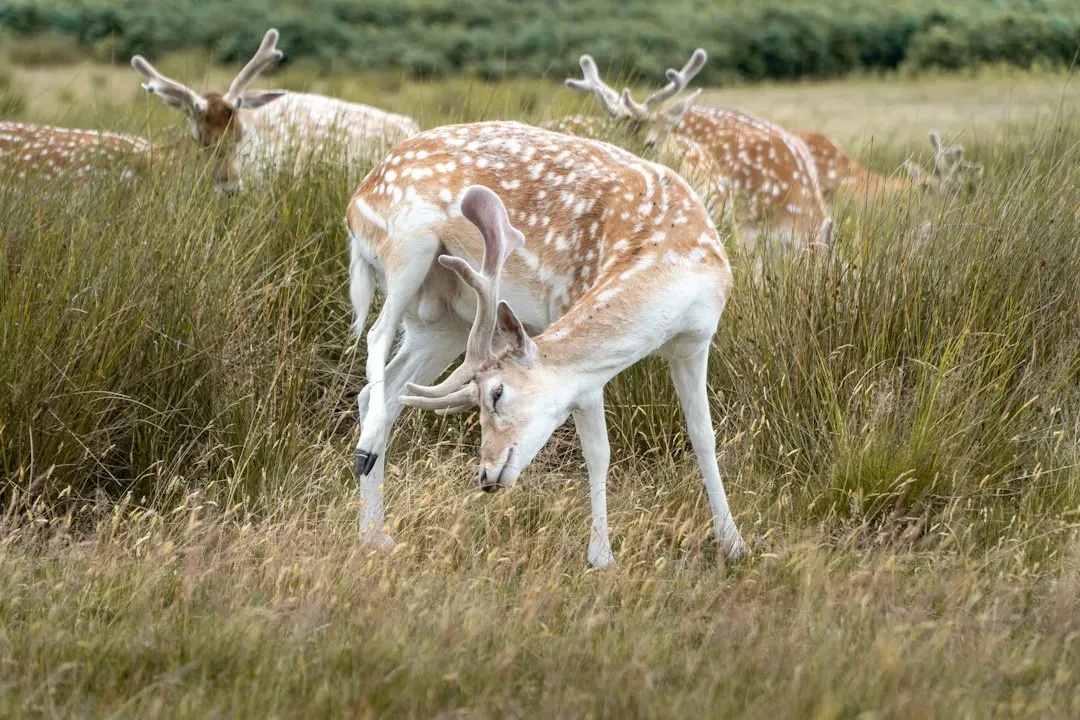 The Graceful Deer: Gentleness Beneath Your Armor (Image Credits: Unsplash)