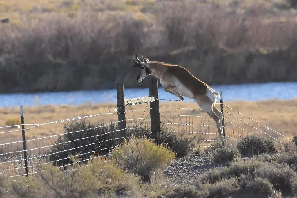 Pronghorn in a Human-Dominated World (Image Credits: Flickr)