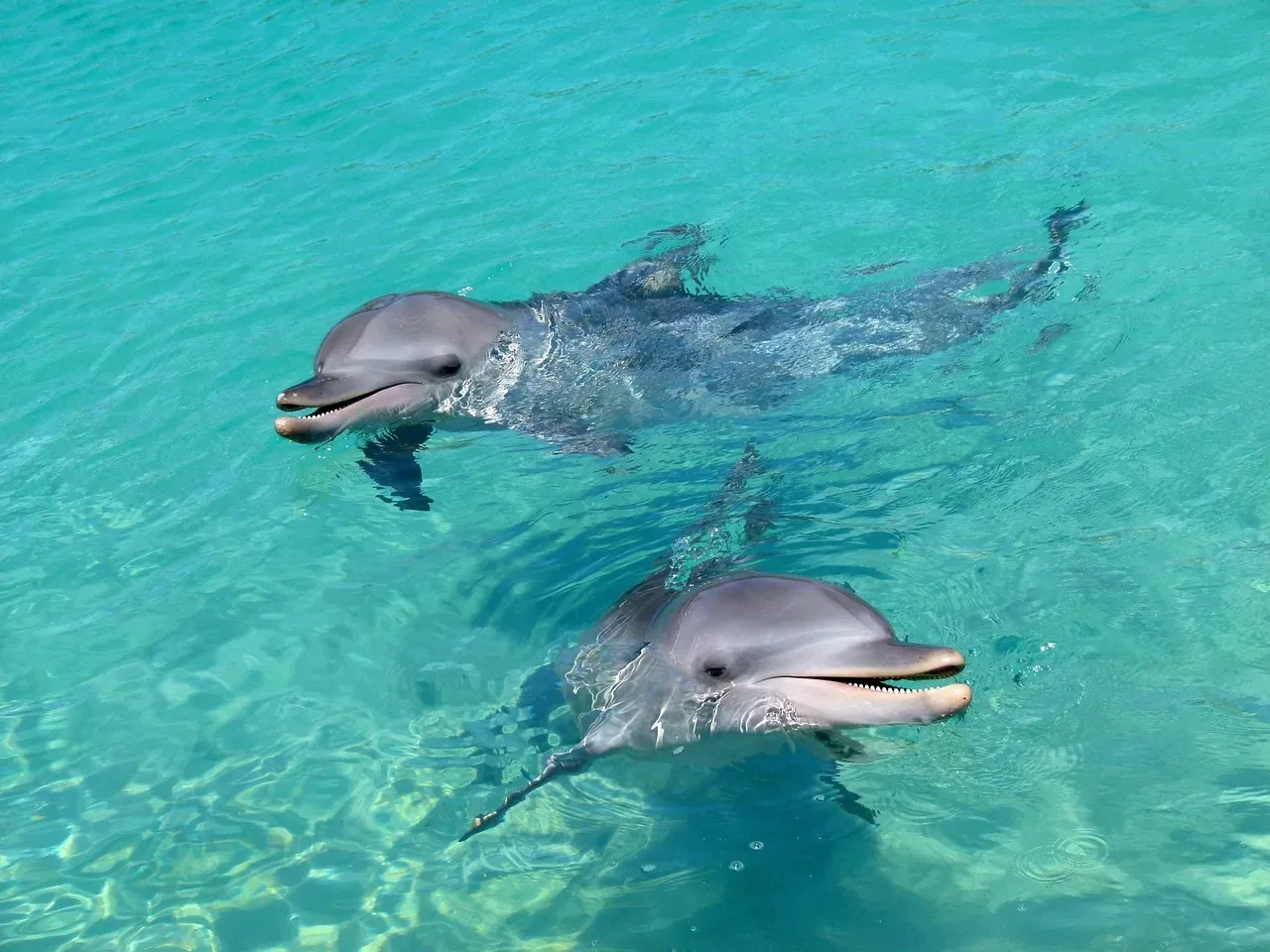 The Dolphin: Joy and Emotional Healing (Image Credits: Pixabay)