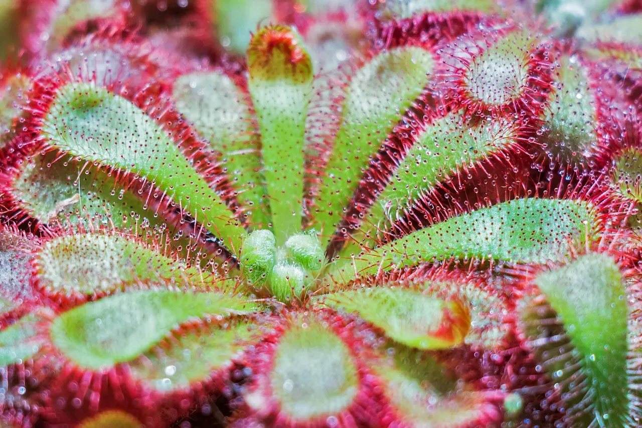 Carnivorous Plants That Trapped and Digested Prey (Image Credits: Pixabay)