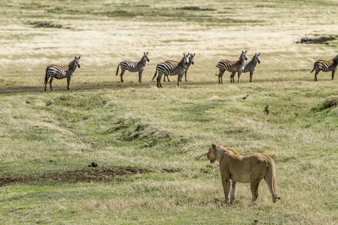 Modern analogues: do we ever see predators and big herbivores “get along” today? (Image Credits: Unsplash)