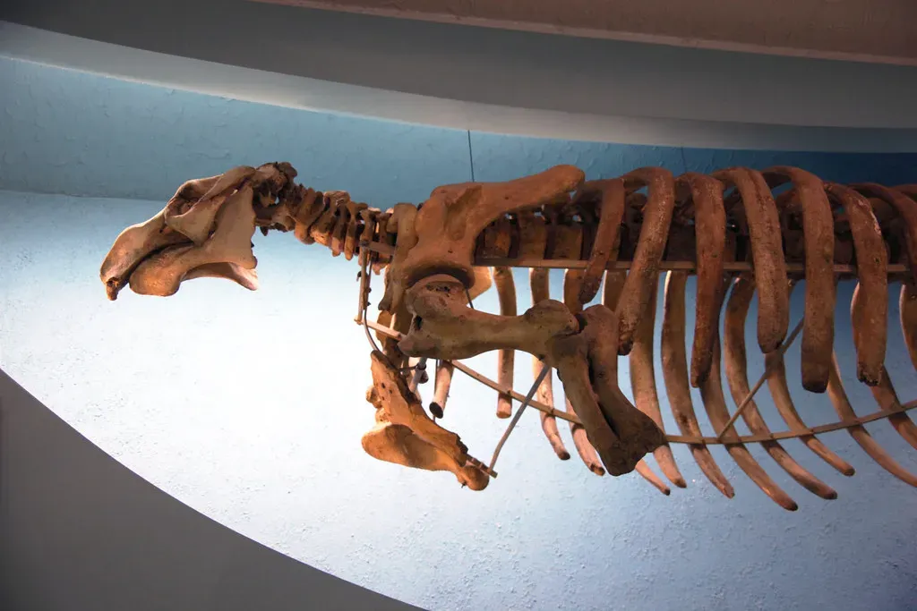 #3 - Steller's Sea Cow: The "Instant Extinction" That Was Centuries in the Making (Tim Evanson, Flickr, CC BY-SA 2.0)