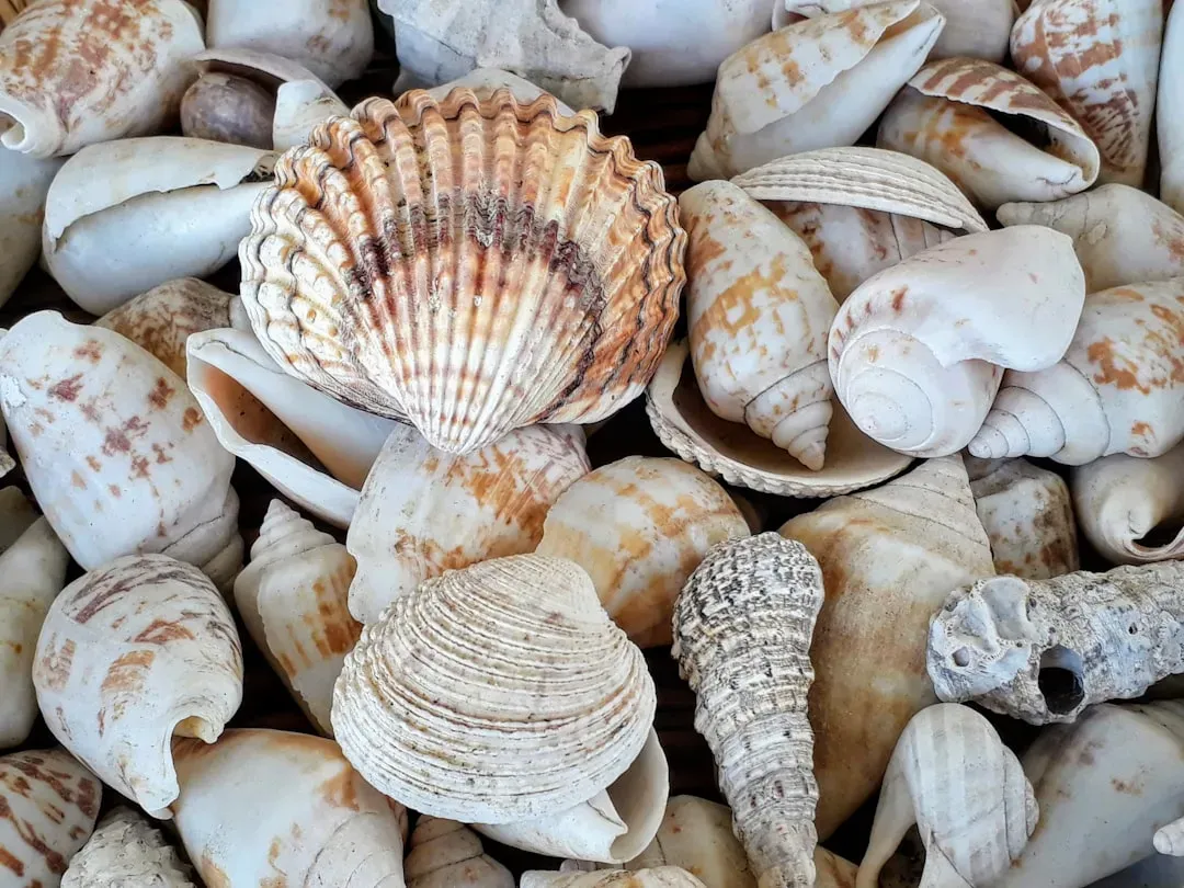 #2 - Perforated Seashells, Hundreds of Miles From Any Ocean (Image Credits: Unsplash)