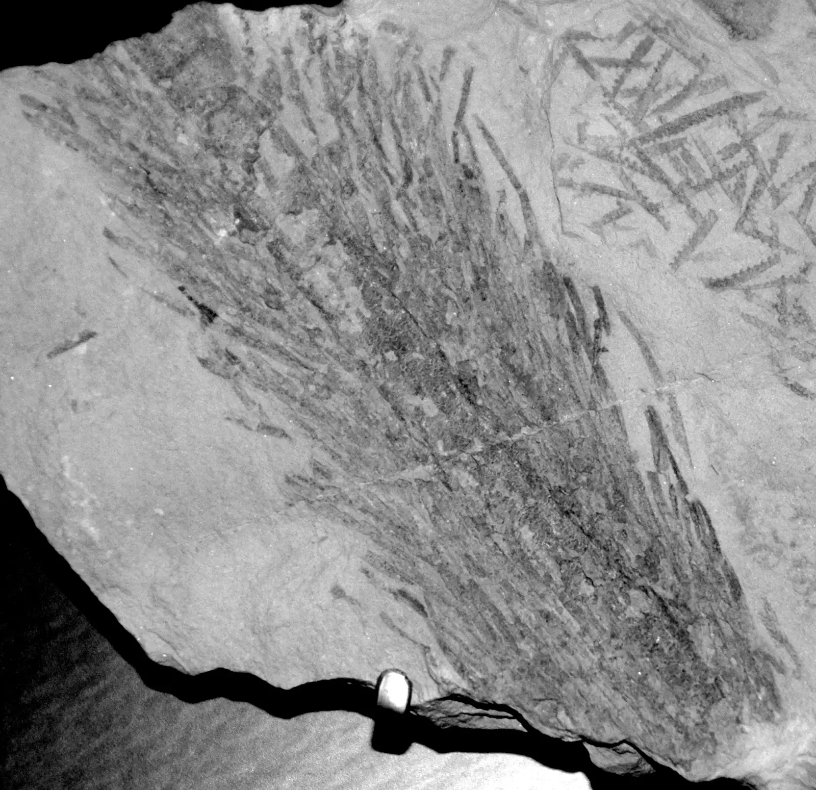 Diversity Beyond Imagination (Image Credits: Wikimedia)