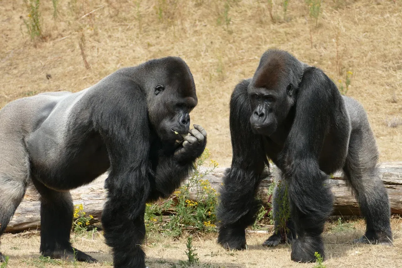 6. Great Apes and the Seeds of Self-Awareness (Image Credits: Pixabay)
