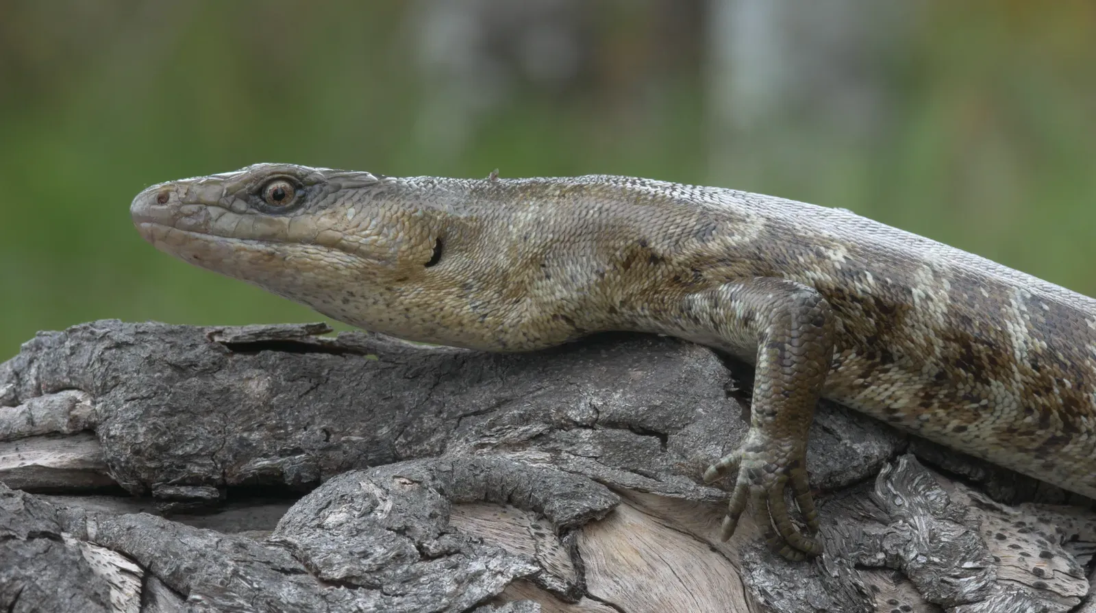 #11 - The Lizard That Vanished for 130 Years on Two Tiny Islands (By DECOURT Théo, CC BY-SA 4.0)