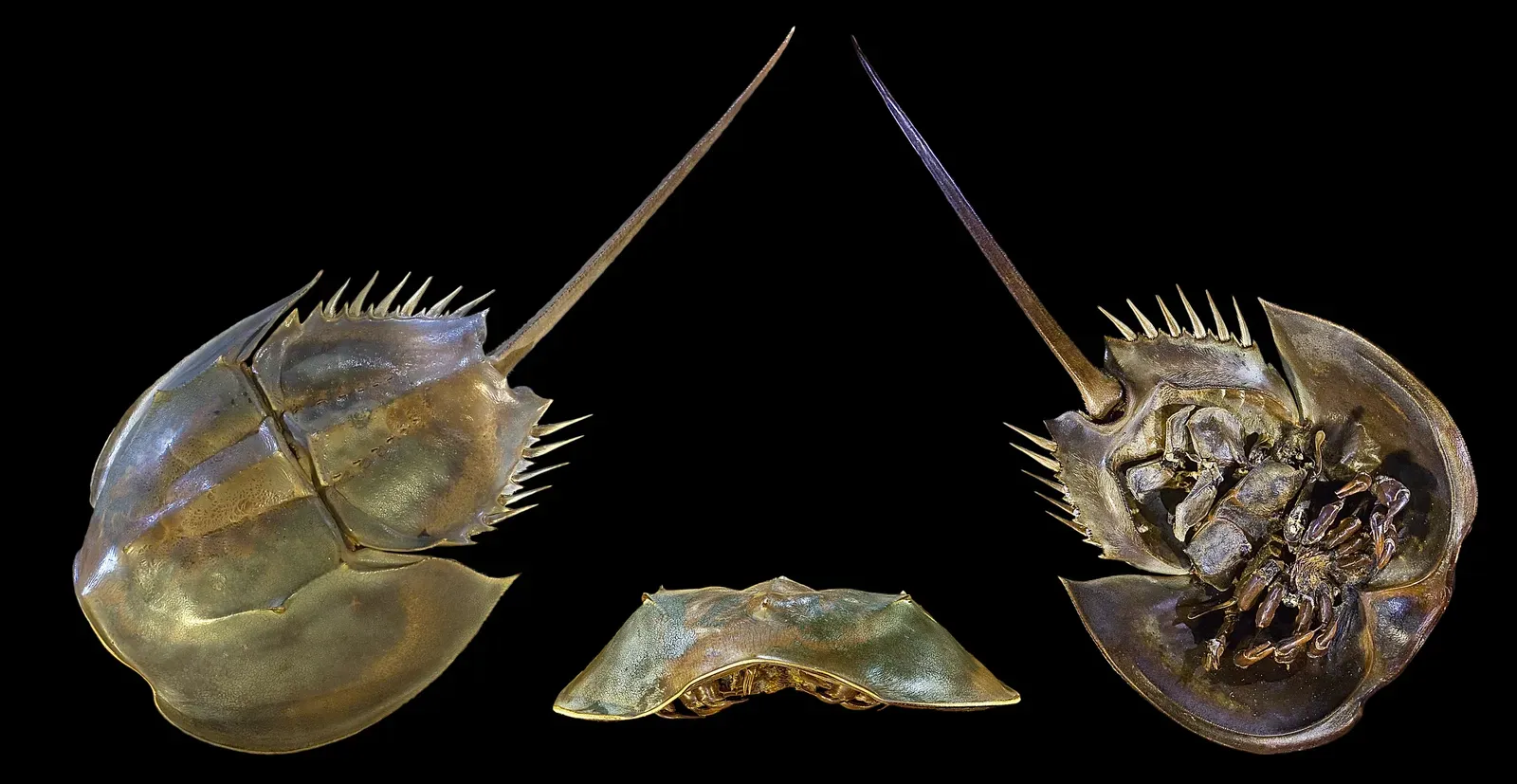 Conclusion: Evolution Did Not Ignore the Horseshoe Crab, It Endorsed It (By Didier Descouens, CC BY-SA 4.0)
