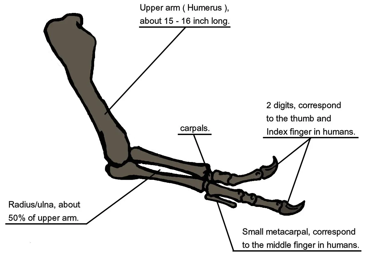 7. T. Rex's Tiny Arms Are Still a Scientific Mystery (Image Credits: Wikimedia)