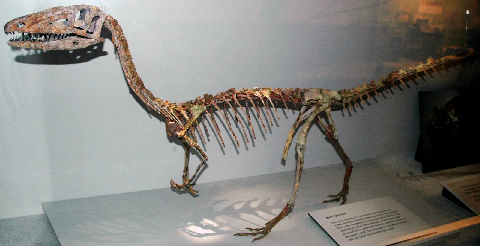 8. Coelophysis – An Early Dinosaur Already Built for Speed (Coelophysis bauri theropod dinosaur (Chinle Formation, Upper Triassic; Coelophysis Quarry, Ghost Ranch, Rio Arriba County, northern New Mexico, USA) 1, CC BY 2.0)