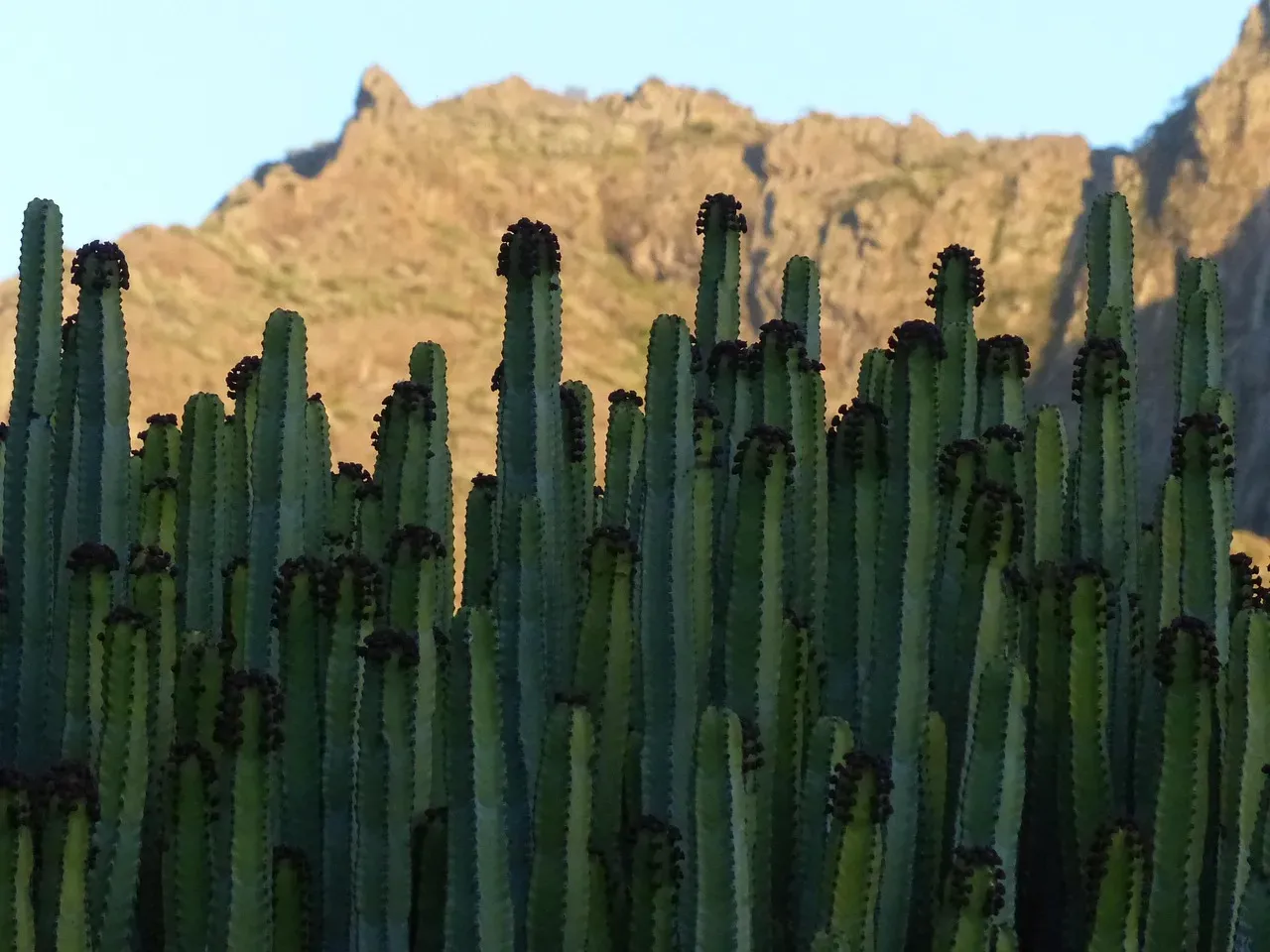 Desert Survivors: Cacti and Euphorbias Turn into Living Water Tanks (Image Credits: Pixabay)