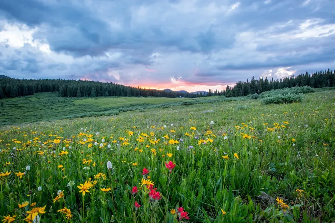 Wildflower Meadows: The Unexpected Diet (Image Credits: Unsplash)