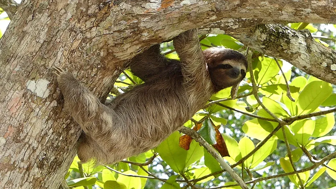 The Sloths We Have Left, and What Their Past Is Trying to Tell Us (Image Credits: Unsplash)