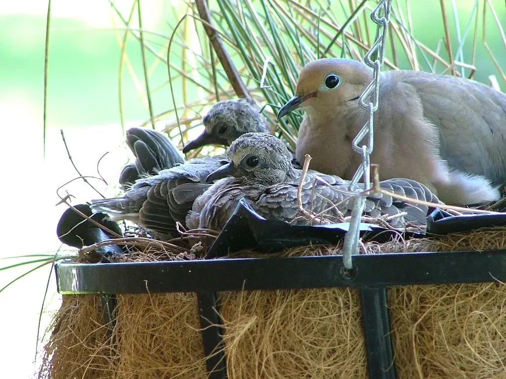 #7 A Nest Carefully Constructed in a Hanging Flower Basket (AnnCam, Flickr, CC BY 2.0)