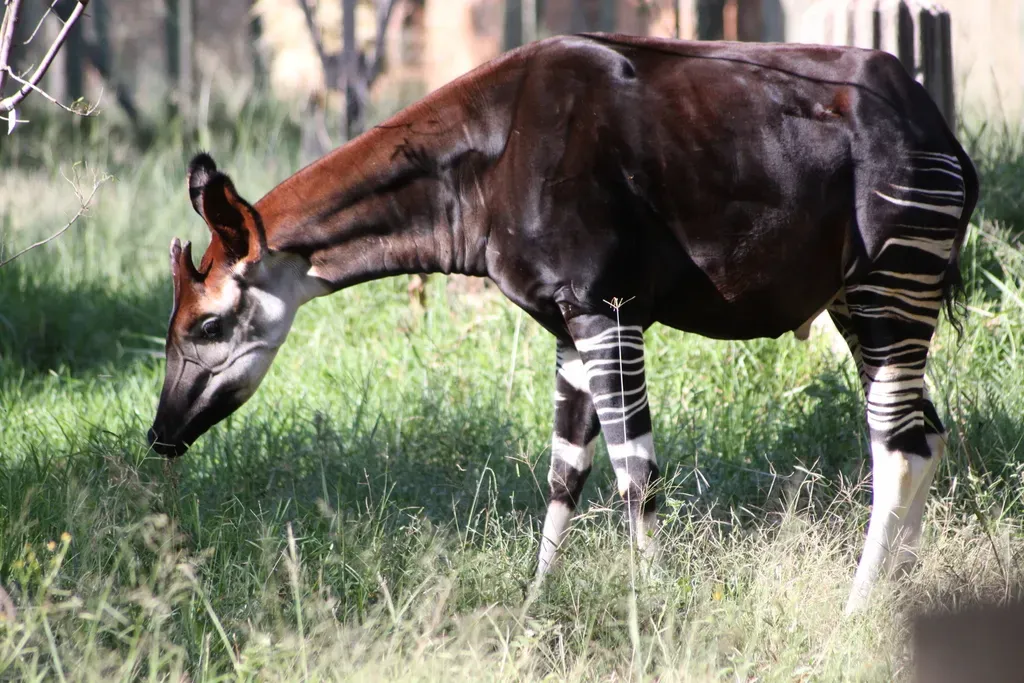 #3 - The Okapi: The "Mythical Unicorn" That Was Real All Along (Flickr: Okapi (Okapia johnstoni), CC BY-SA 2.0)